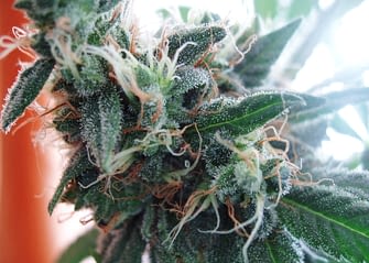 cannabis plant white widdow