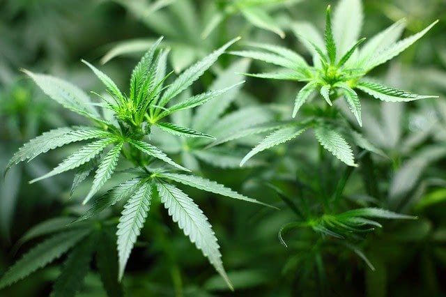 Marijuana or Cannabis?